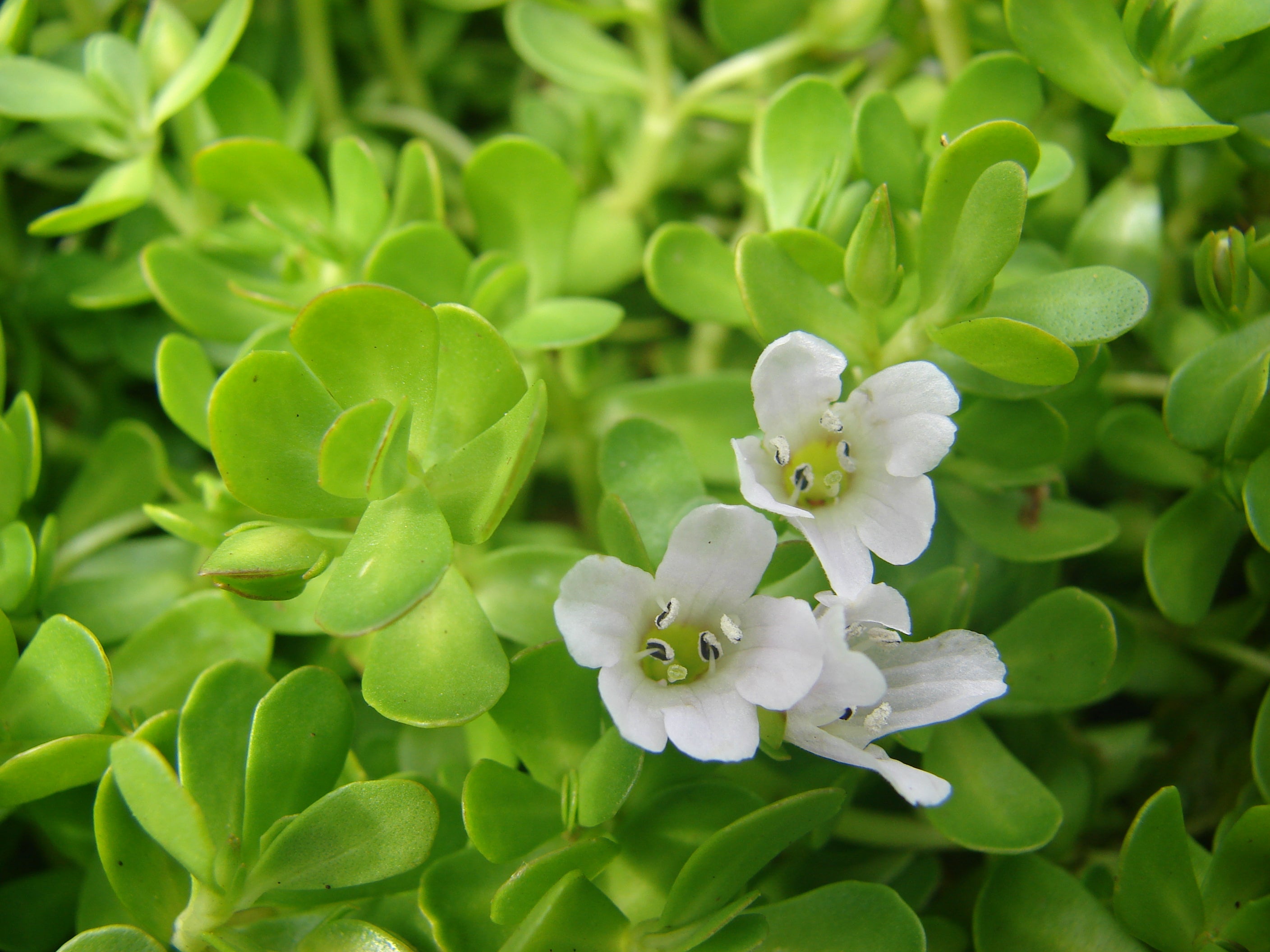 Bacopa (Leaf, Stem, Root, Flower & Seed) Extract