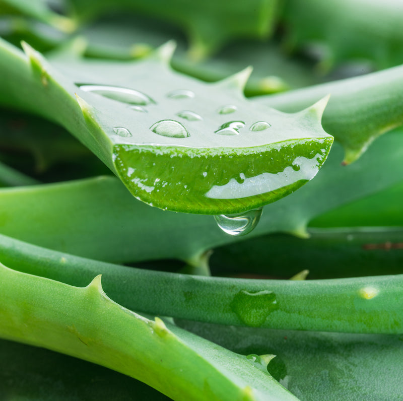 Aloe Barbadensis Extract