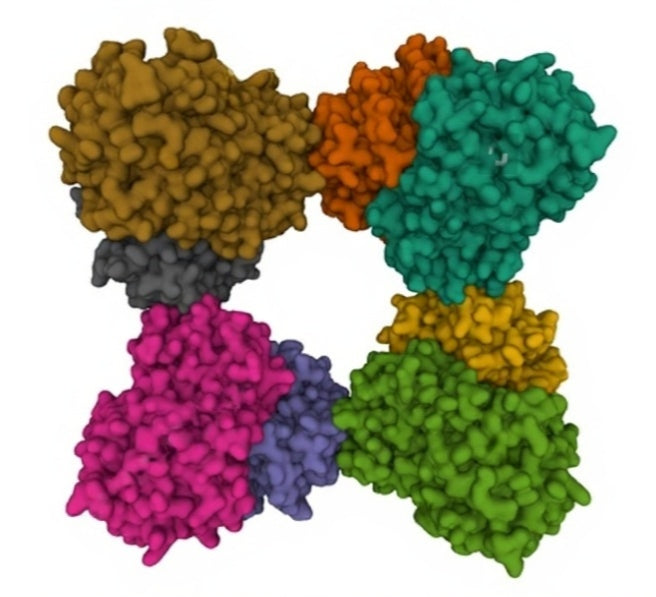 Invertase 