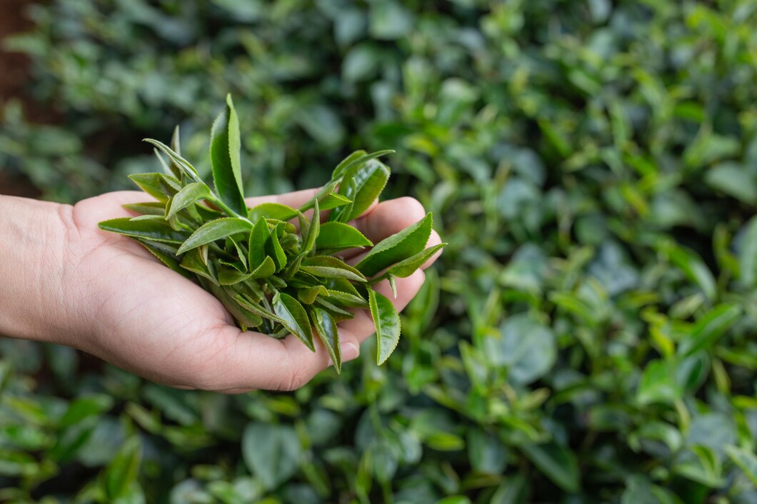 Camellia Sinensis (Green Tea) Leaf Extract